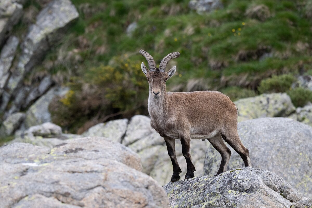 DPPhotography - Extremadura - Iberian ibex - X.jpg - Iberian ibex, Capra pyrenaica victoriae - Plataforma de Gredos, Castilla y León