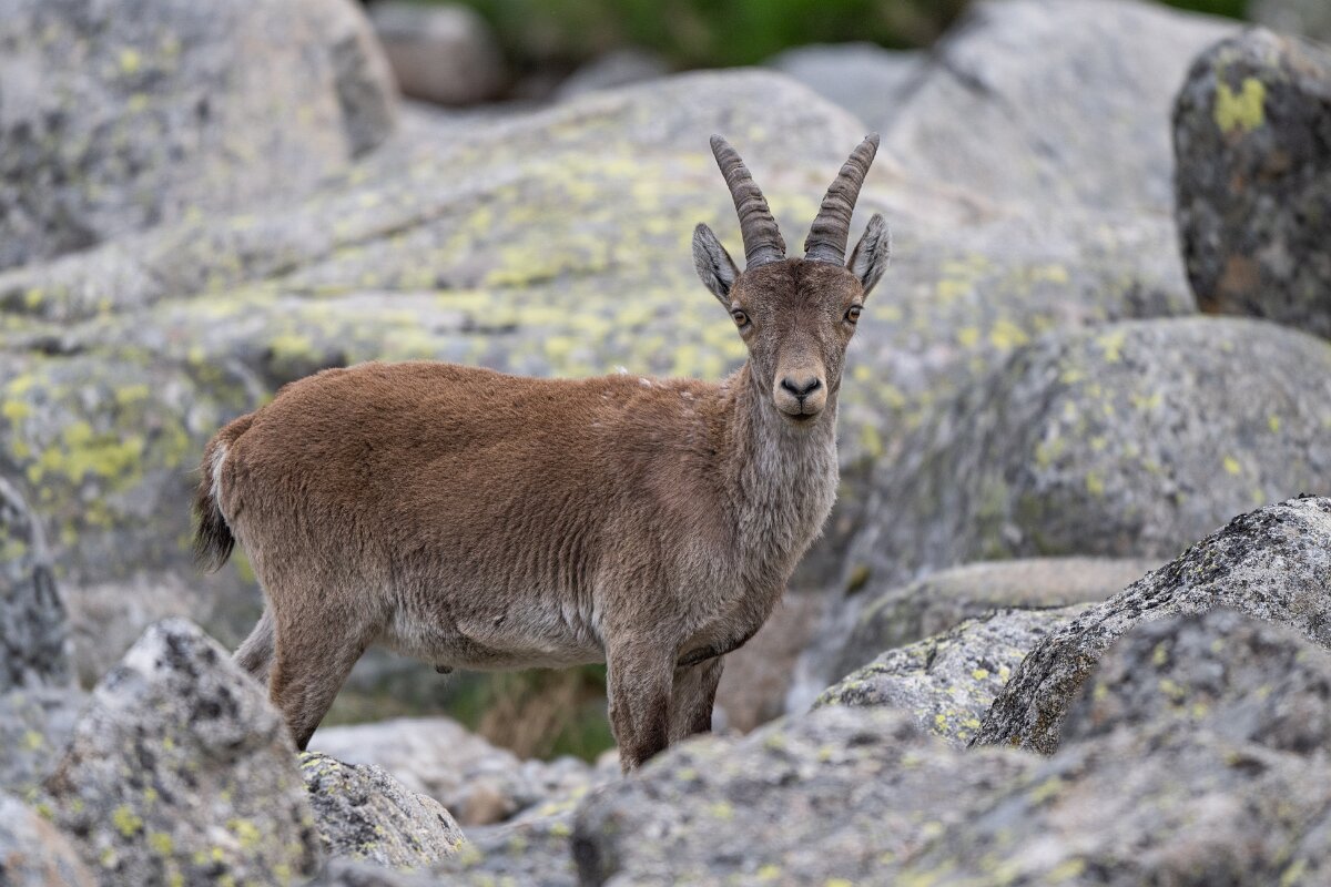 DPPhotography - Extremadura - Iberian ibex - Y.jpg - Iberian ibex, Capra pyrenaica victoriae - Plataforma de Gredos, Castilla y León