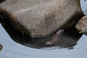 DPPhotography - Andalucia - Eurasian otter - C