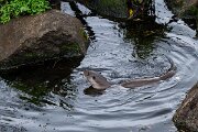 DPPhotography - Andalucia - Eurasian otter - G