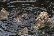 DPPhotography - Andalucia - Eurasian otter - I