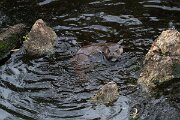 DPPhotography - Andalucia - Eurasian otter - J