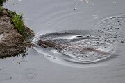 DPPhotography - Andalucia - Eurasian otter - M