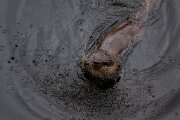 DPPhotography - Andalucia - Eurasian otter - N