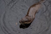 DPPhotography - Andalucia - Eurasian otter - P