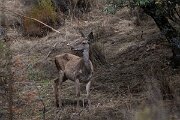 DPPhotography - Andalucia - Red deer - A