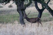 DPPhotography - Andalucia - Red deer - C