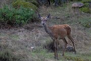 DPPhotography - Andalucia - Red deer - D