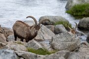 DPPhotography - Extremadura - Iberian ibex - E