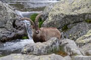 DPPhotography - Extremadura - Iberian ibex - G