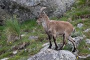 DPPhotography - Extremadura - Iberian ibex - V