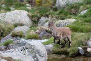 DPPhotography - Extremadura - Iberian ibex - W