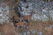 DPPhotography - Extremadura - Red deer - A