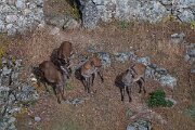 DPPhotography - Extremadura - Red deer - B