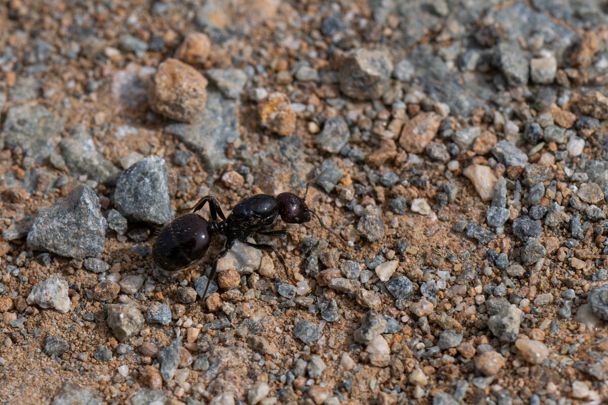 DPPhotography - Andalucia - Barbary harvester ant, Messor barbarus - D.jpg - Barbary harvester ant, Messor barbarus - Doñana National Park