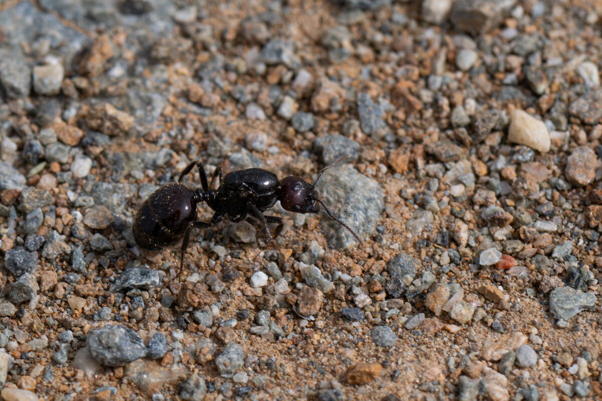 DPPhotography - Andalucia - Barbary harvester ant, Messor barbarus - E.jpg - Barbary harvester ant, Messor barbarus - Doñana National Park