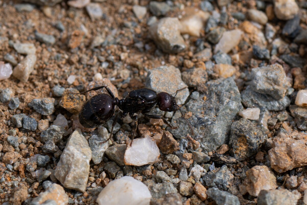DPPhotography - Andalucia - Barbary harvester ant, Messor barbarus - G.jpg - Barbary harvester ant, Messor barbarus - Doñana National Park