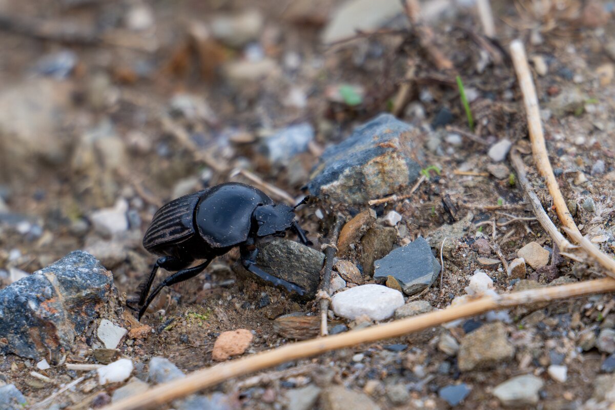 DPPhotography - Andalucia - Scarabaeus laticollis - B.jpg - Scarabaeus laticollis - Sierra de Andújar