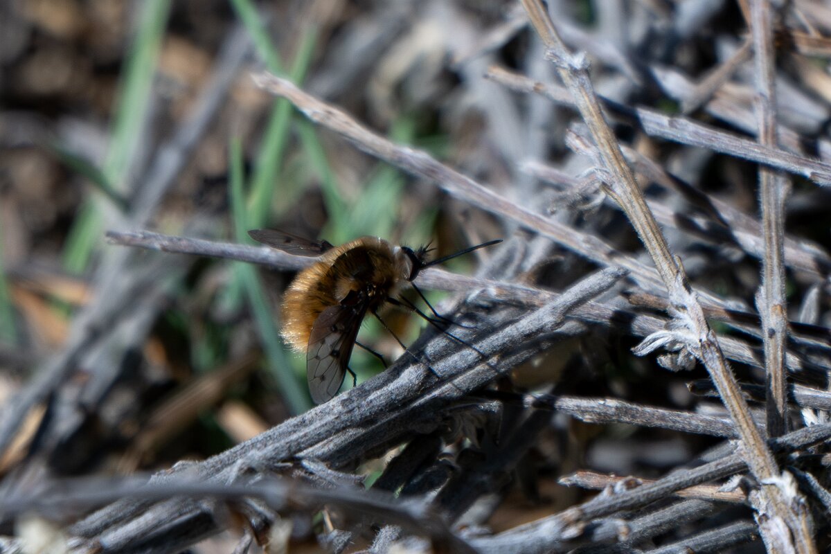 DPPhotography - Extremadura - Bombylius medius - A.jpg - Bombylius medius - Rio Tormes, Castilla y León