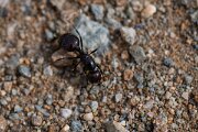 DPPhotography - Andalucia - Barbary harvester ant, Messor barbarus - A