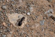 DPPhotography - Andalucia - Barbary harvester ant, Messor barbarus - B