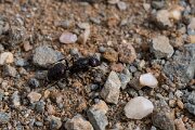 DPPhotography - Andalucia - Barbary harvester ant, Messor barbarus - F