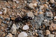 DPPhotography - Andalucia - Barbary harvester ant, Messor barbarus - G