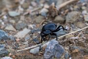 DPPhotography - Andalucia - Scarabaeus laticollis - C
