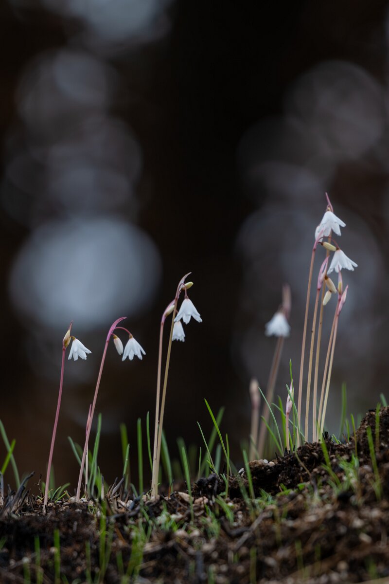 DPPhotography - Andalucia - Autumn snowflake, Acis autumnalis - B.jpg - Autumn snowflake, Acis autumnalis - Sierra de Andújar