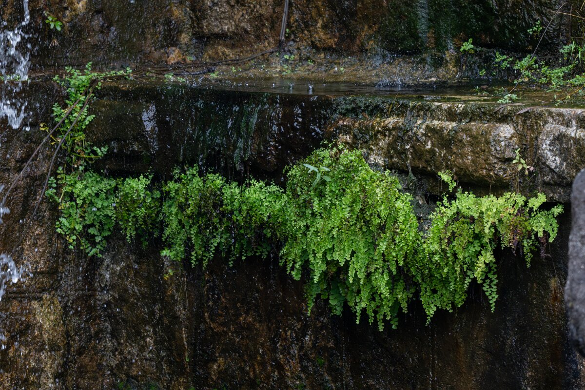 DPPhotography - Andalucia - Black maidenhair fern, Adiantum capillus-veneris - A.jpg