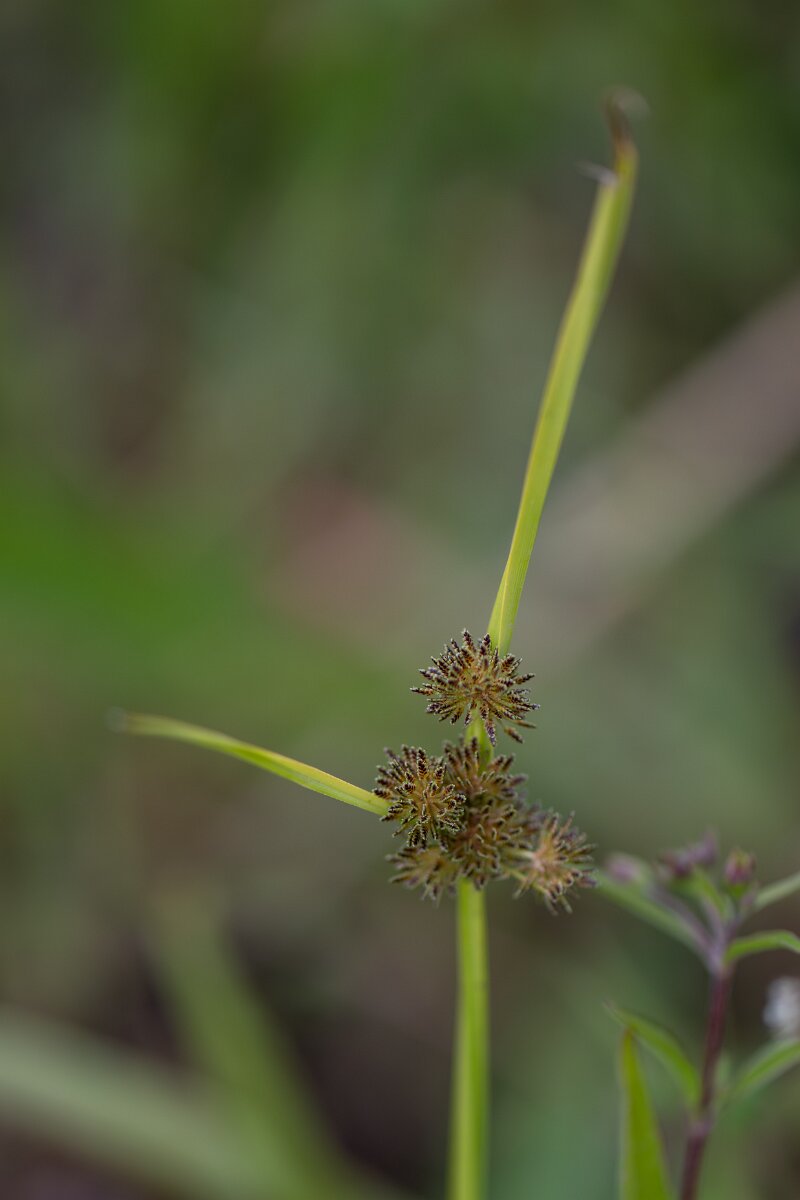 DPPhotography - Andalucia - Brown galingale, Cyperus fuscus - A.jpg - Brown galingale, Cyperus fuscus - Doñana National Park