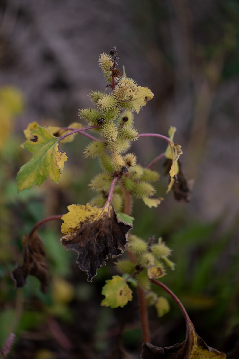 DPPhotography - Andalucia - Common cocklebur, Xanthium orientale - A.jpg - Common cocklebur, Xanthium orientale - Doñana National Park
