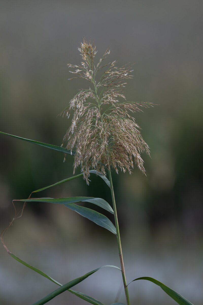 DPPhotography - Andalucia - Common reed - A.jpg - Common reed, Phragmites australis - Doñana National Park