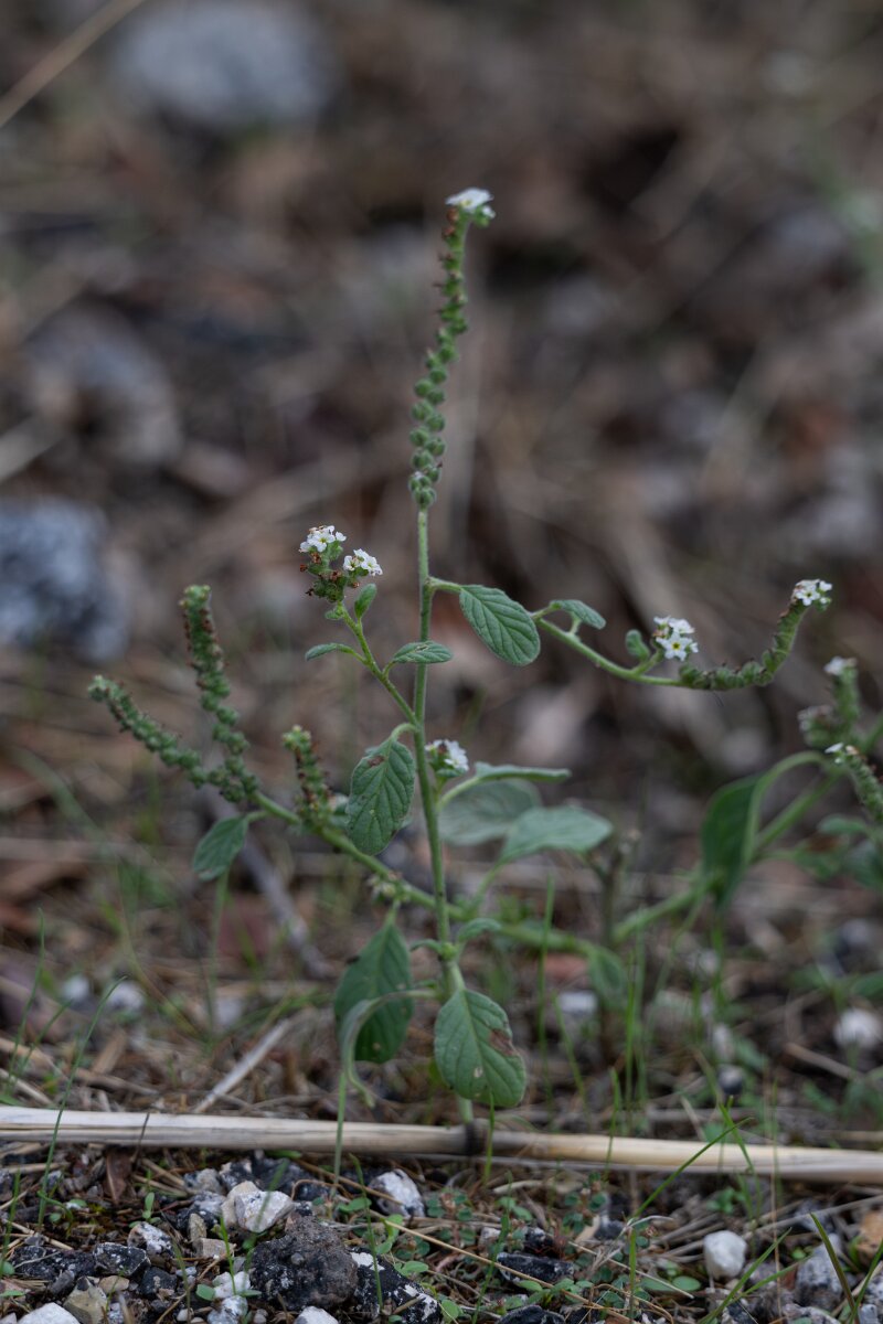 DPPhotography - Andalucia - European turnsole, Heliotropium europaeum - B.jpg - European turnsole, Heliotropium europaeum - Sierra de Andújar