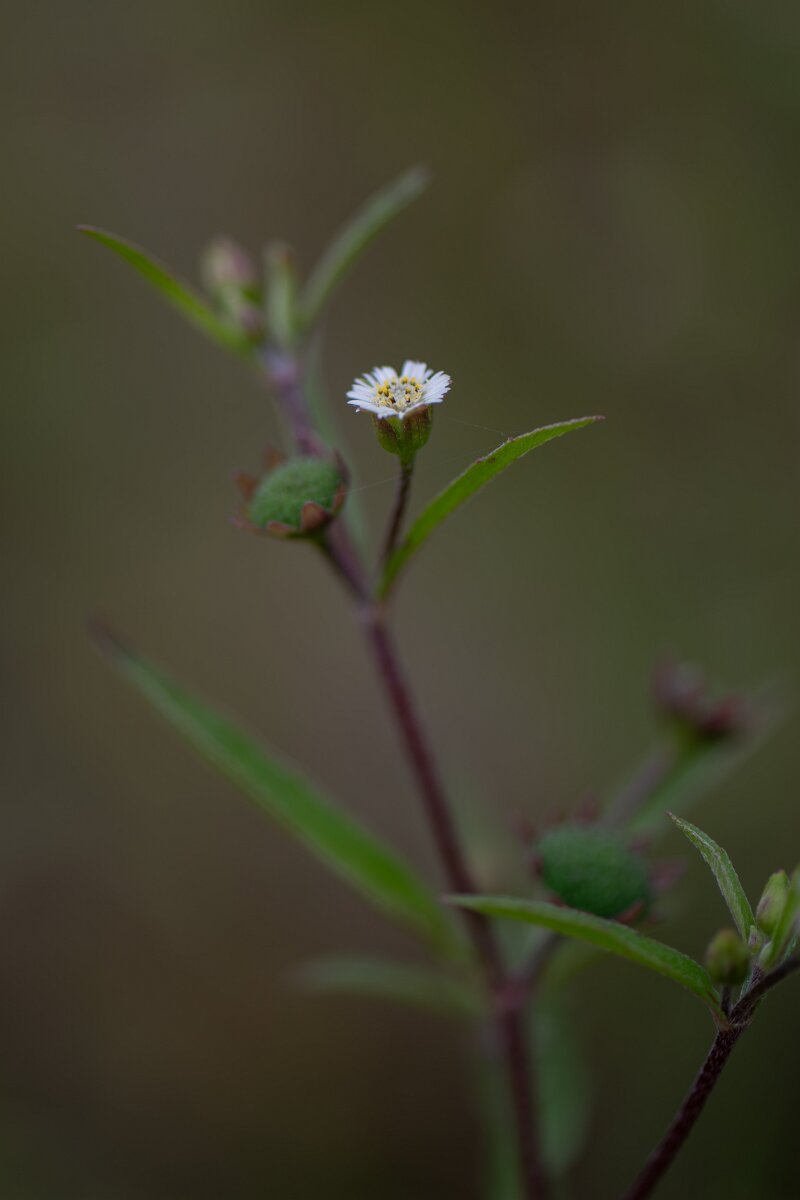 DPPhotography - Andalucia - False daisy, Eclipta prostrata - A.jpg - False daisy, Eclipta prostrata - Doñana National Park