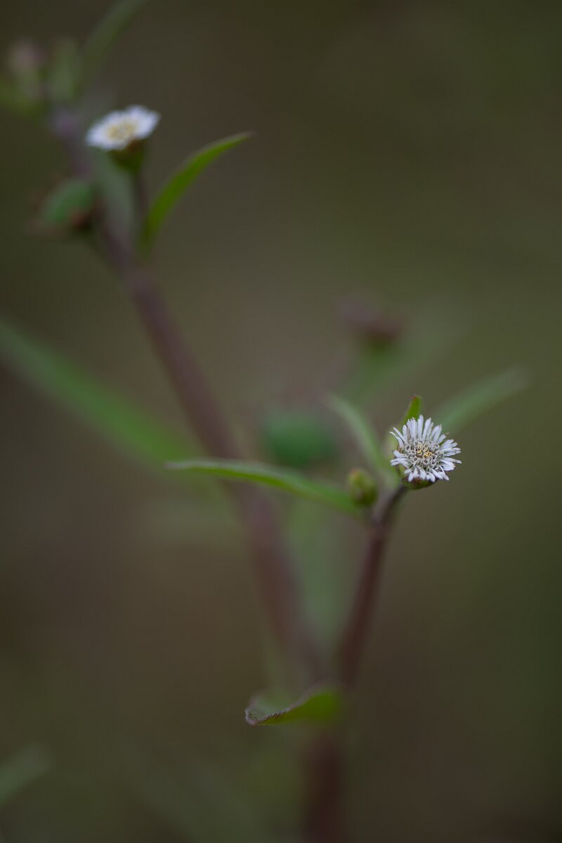 DPPhotography - Andalucia - False daisy, Eclipta prostrata - B.jpg - False daisy, Eclipta prostrata - Doñana National Park