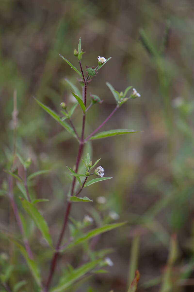DPPhotography - Andalucia - False daisy, Eclipta prostrata - C.jpg - False daisy, Eclipta prostrata - Doñana National Park