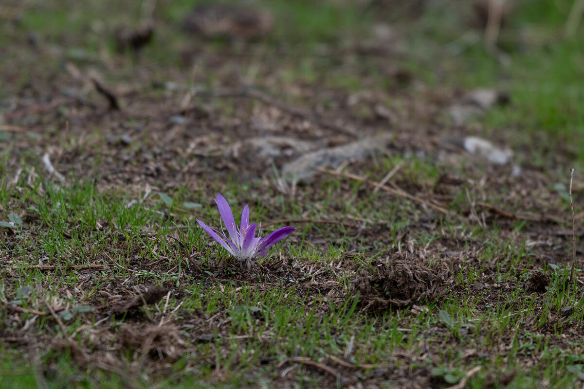 DPPhotography - Andalucia - False meadow saffron, Colchicum montanum - B.jpg - False meadow saffron, Colchicum montanum - Sierra de Andújar