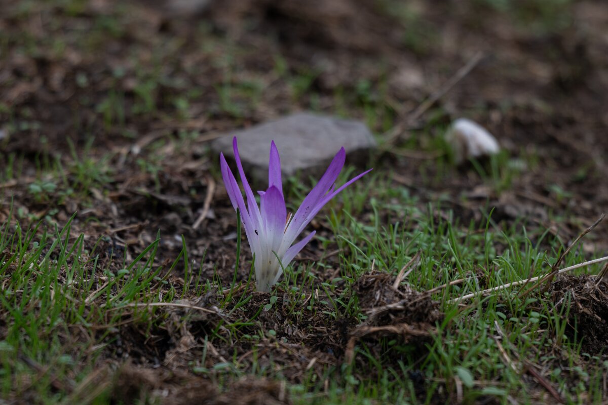 DPPhotography - Andalucia - False meadow saffron, Colchicum montanum - C.jpg - False meadow saffron, Colchicum montanum - Sierra de Andújar