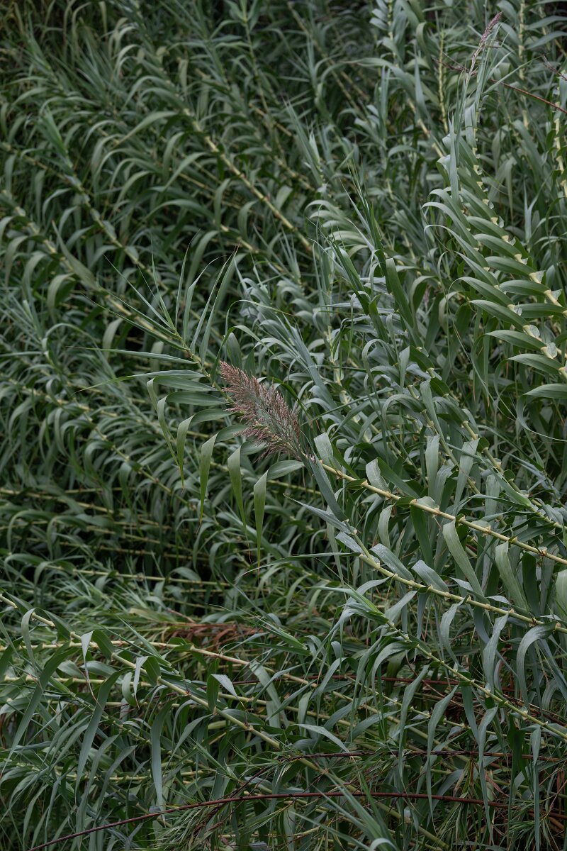 DPPhotography - Andalucia - Giant reed, Arundo donax - D.jpg - Giant reed, Arundo donax -  Doñana National Park