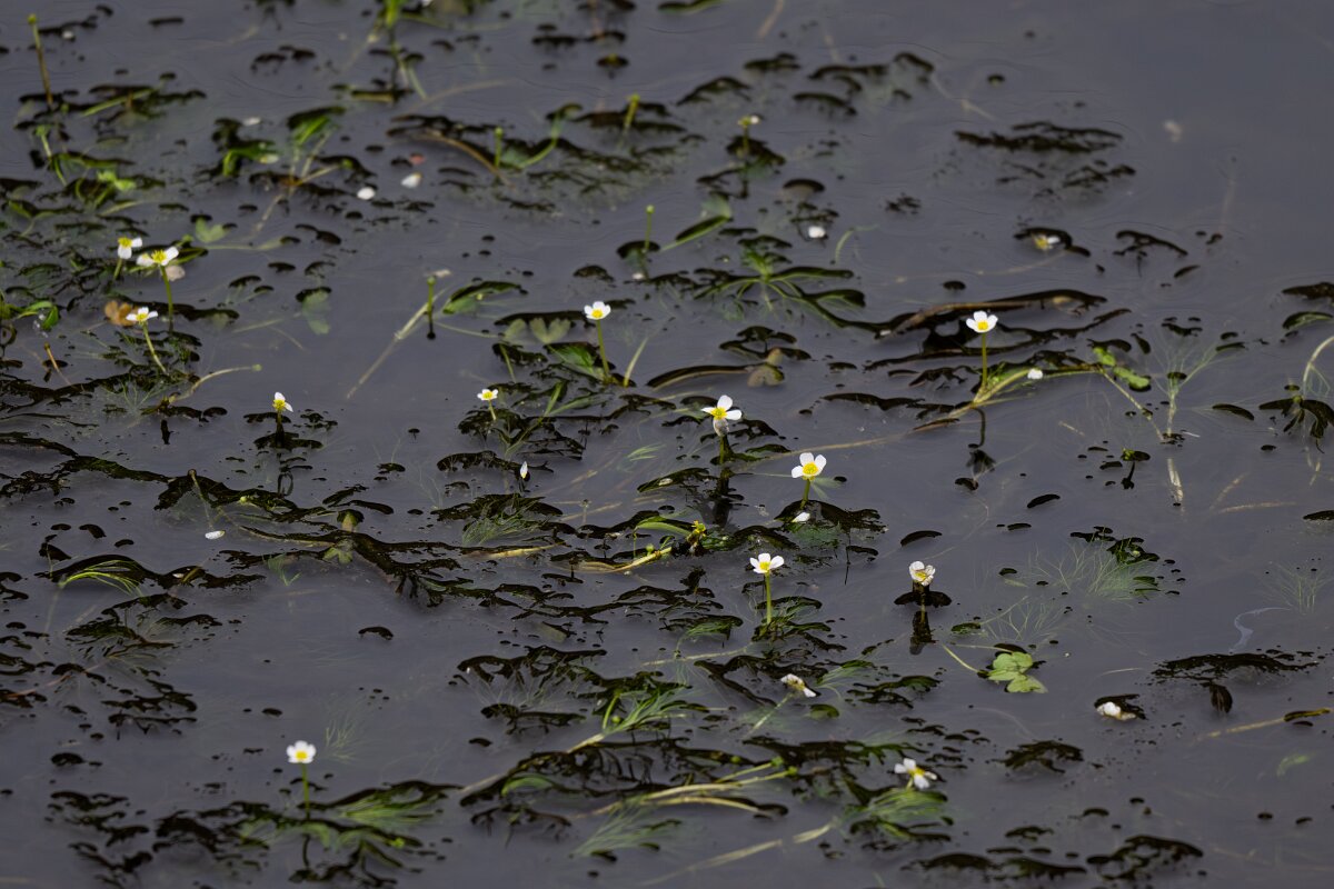DPPhotography - Andalucia - Pond water-crowfoot, Ranunculus peltatus - A.jpg - Pond water-crowfoot, Ranunculus peltatus - Sierra de Andújar