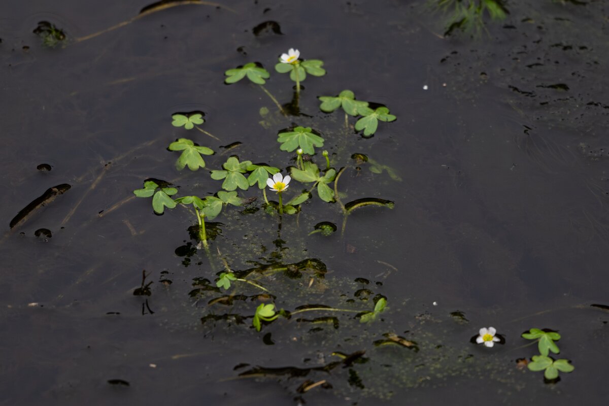 DPPhotography - Andalucia - Pond water-crowfoot, Ranunculus peltatus - B.jpg - Pond water-crowfoot, Ranunculus peltatus - Sierra de Andújar