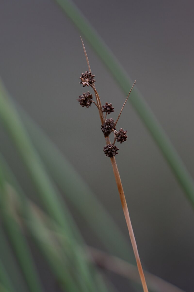 DPPhotography - Andalucia - Round-headed club-rush - A.jpg - Round-headed club-rush, Scirpoides holoschoenus - Sierra de Andújar