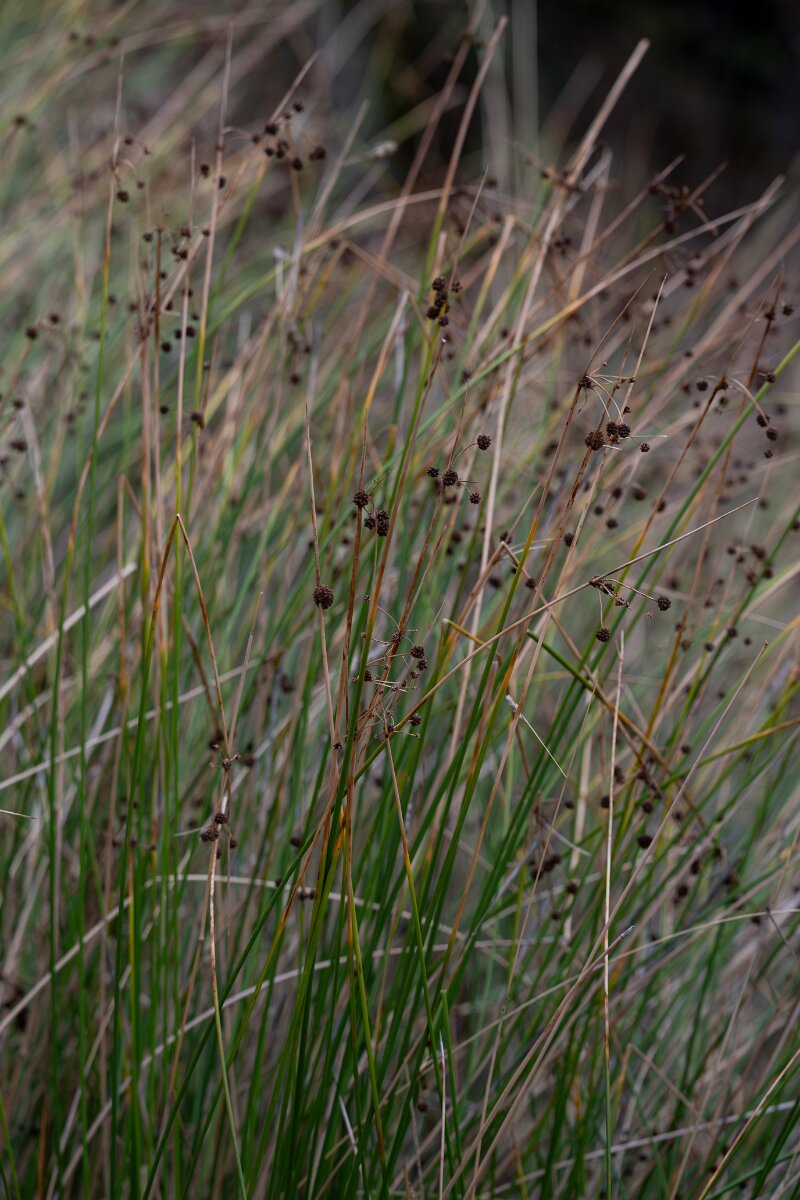 DPPhotography - Andalucia - Round-headed club-rush - B.jpg - Round-headed club-rush, Scirpoides holoschoenus - Sierra de Andújar
