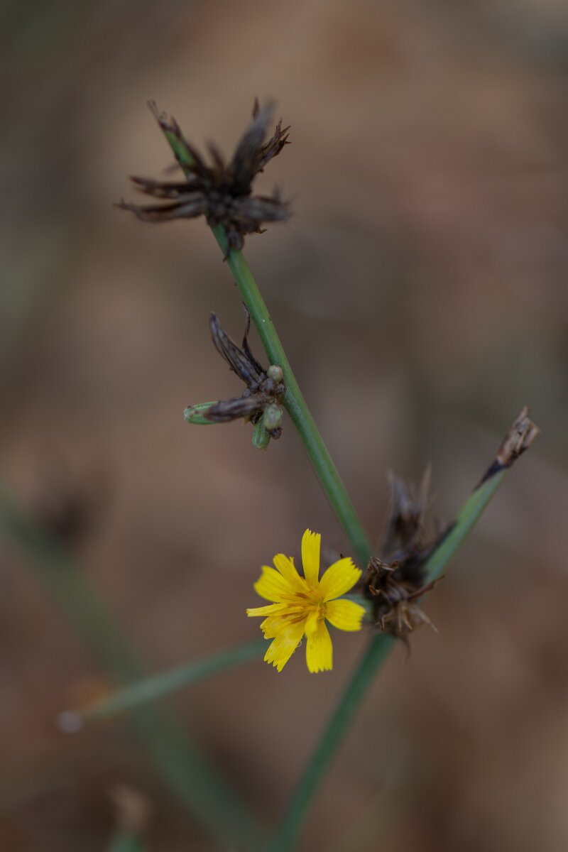 DPPhotography - Andalucia - Rush skeletonweed, Chondrilla juncea - A.jpg - Rush skeletonweed, Chondrilla juncea - Doñana National Park