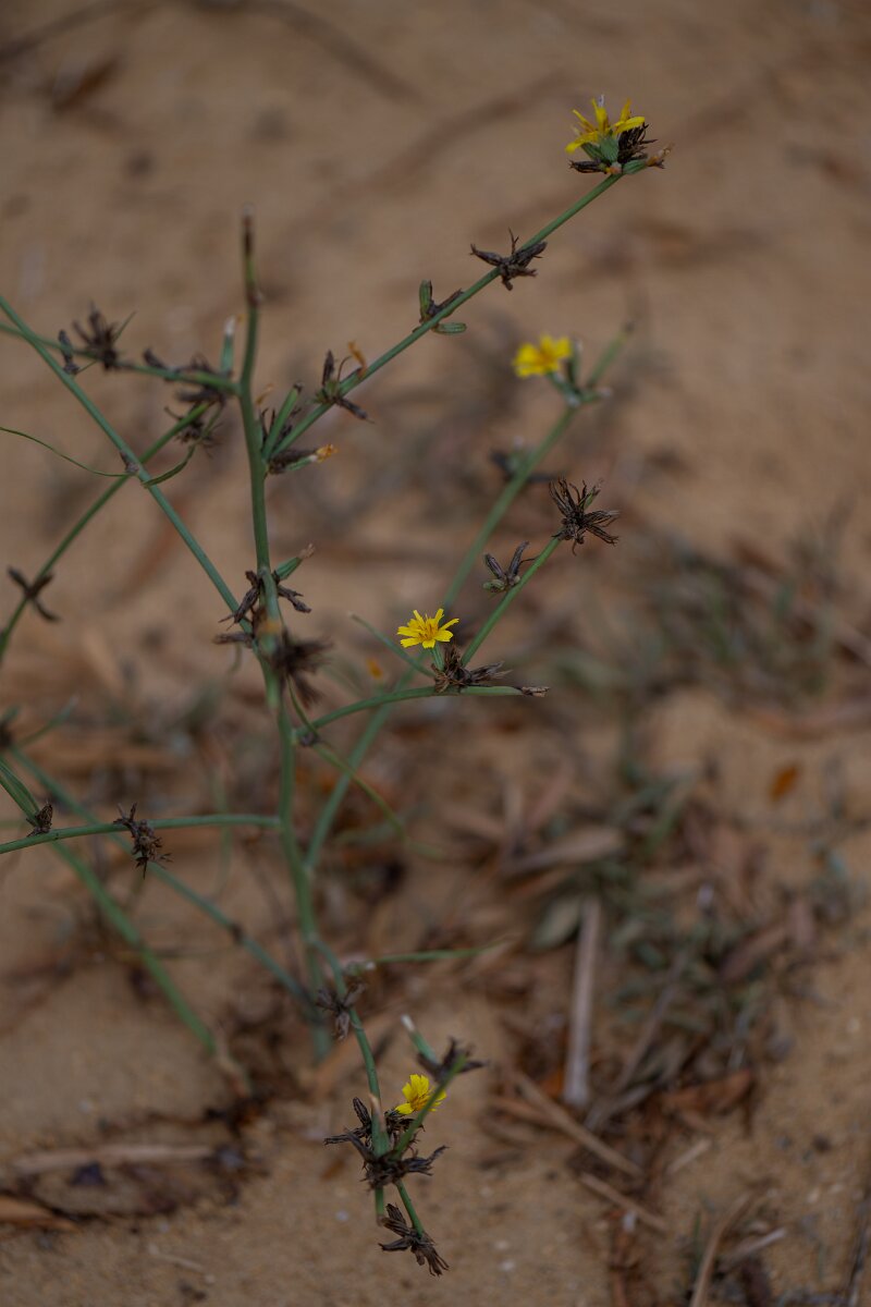 DPPhotography - Andalucia - Rush skeletonweed, Chondrilla juncea - B.jpg - Rush skeletonweed, Chondrilla juncea - Doñana National Park