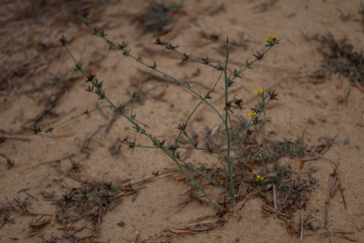 DPPhotography - Andalucia - Rush skeletonweed, Chondrilla juncea - C.jpg - Rush skeletonweed, Chondrilla juncea - Doñana National Park