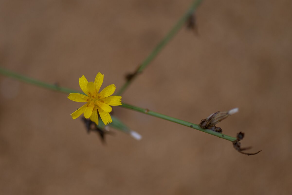 DPPhotography - Andalucia - Rush skeletonweed, Chondrilla juncea - D.jpg - Rush skeletonweed, Chondrilla juncea - Doñana National Park