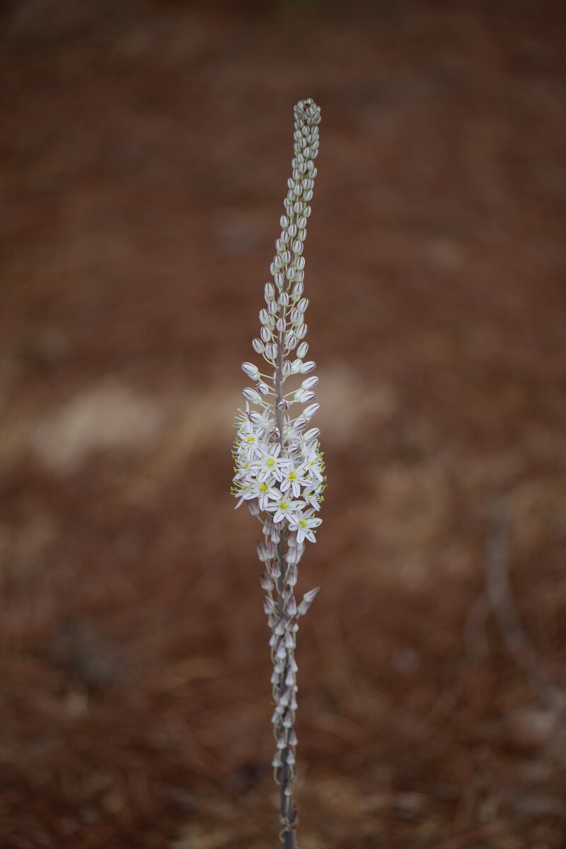 DPPhotography - Andalucia - Sea squill, Drimia maritima - B.jpg - Sea squill, Drimia maritima - Doñana National Park