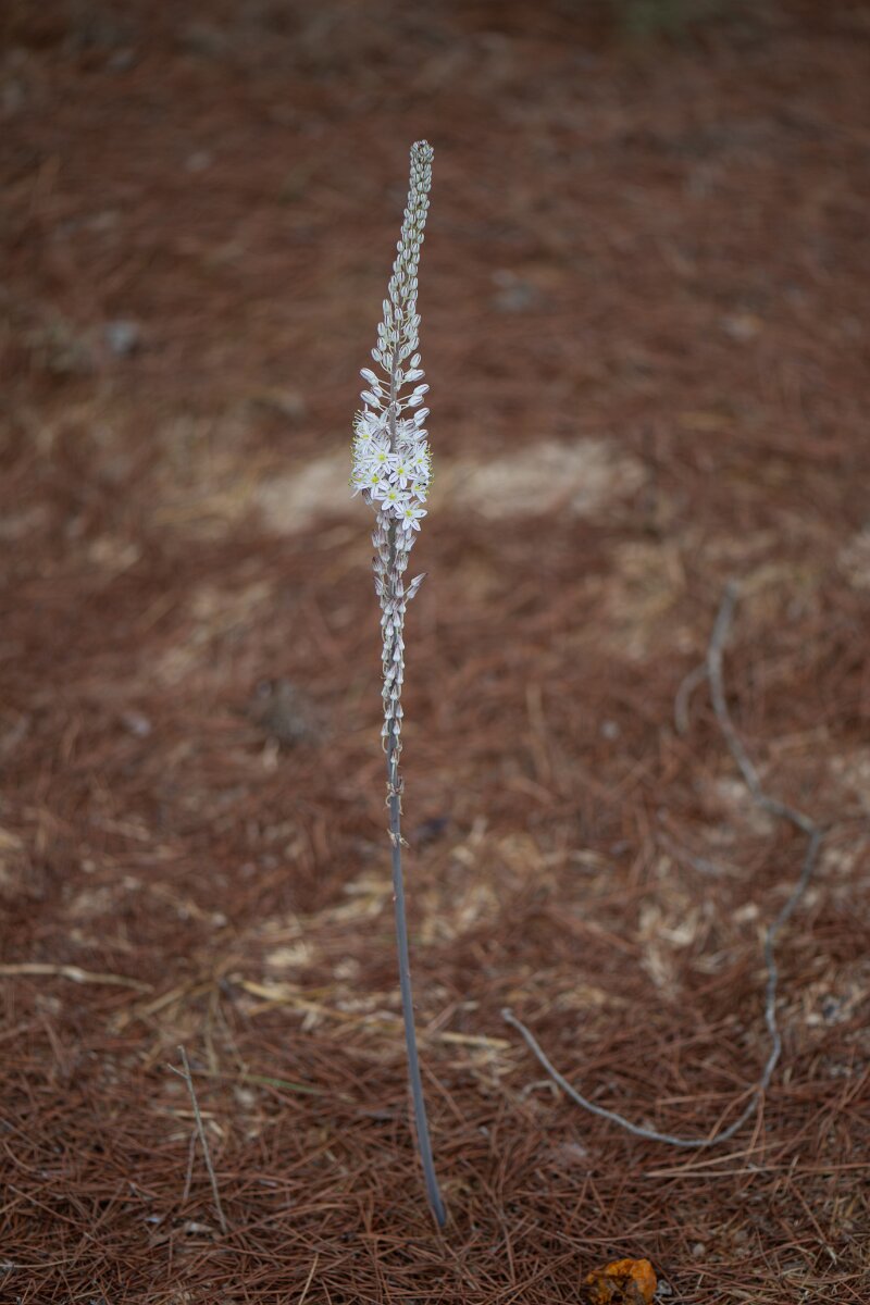 DPPhotography - Andalucia - Sea squill, Drimia maritima - C.jpg - Sea squill, Drimia maritima - Doñana National Park